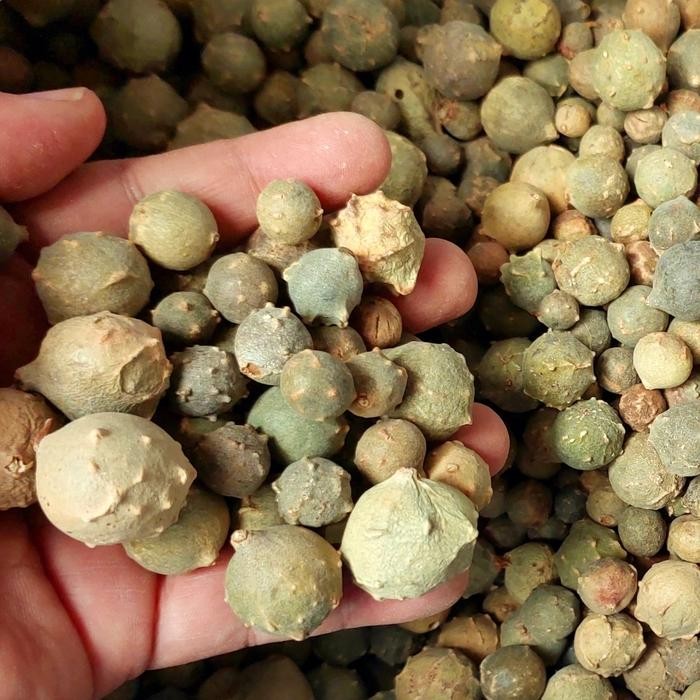

TERMURAHH!! Buah Manjakani Hijau 100gr Kualitas Bagus