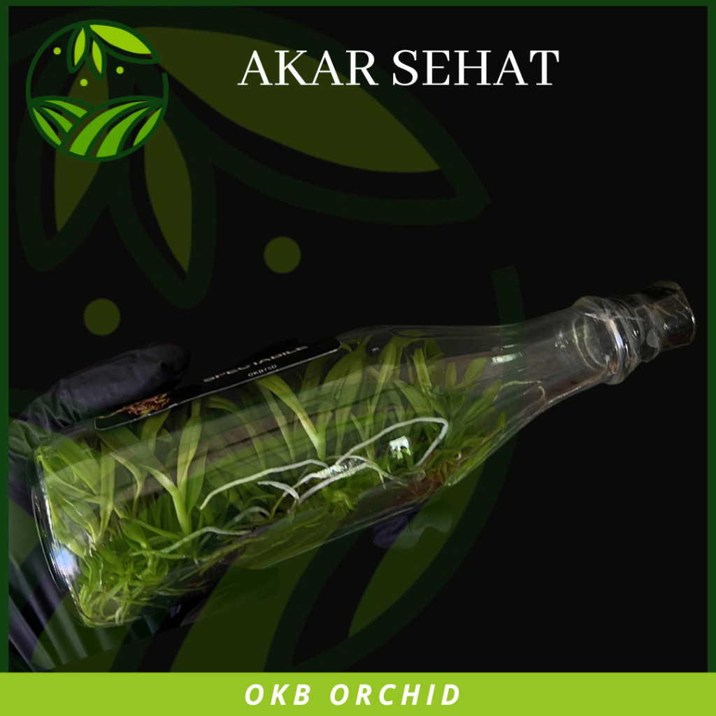 Flowersbloom Bibit Anggrek Botol Dendrobium Spectabile Rare Item Tanaman Bunga