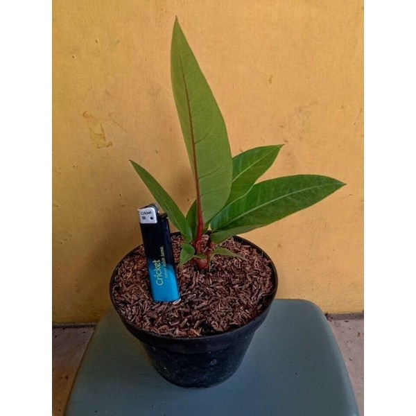 Happygardens Anthurium Hokeri Super Red