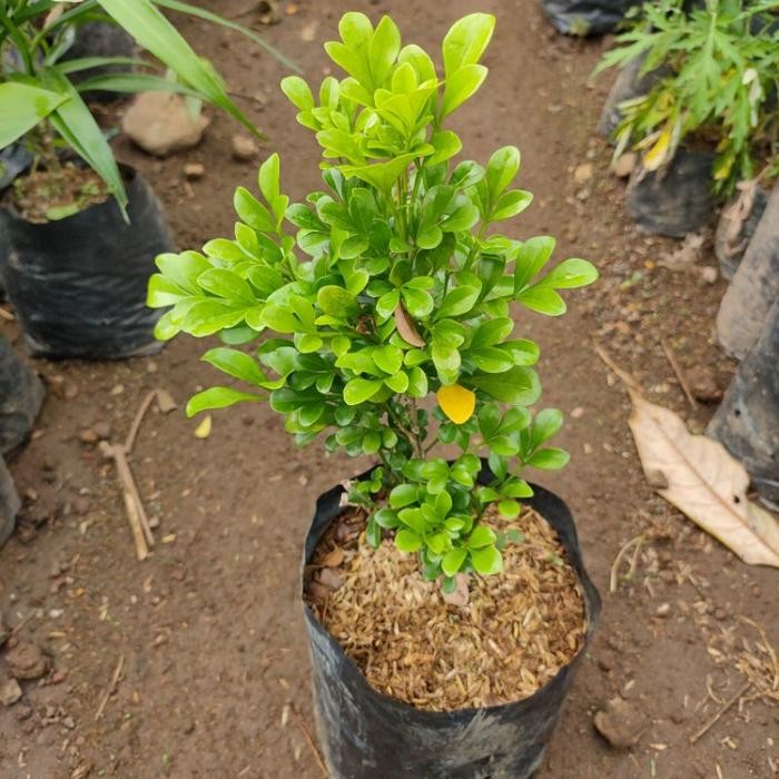 Ready Stock Tanaman Pacar Cina - Bibit Pohon Culan - Kemuning Cina