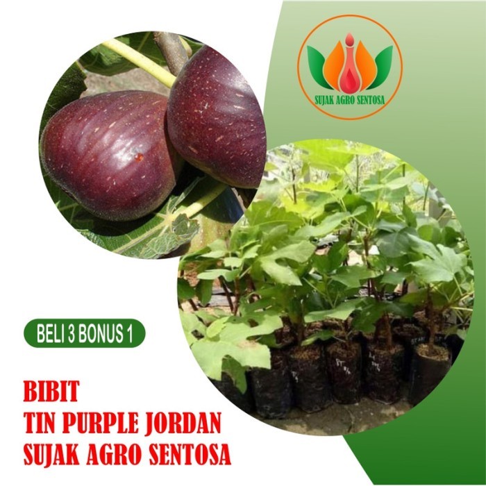 

Bibit Buah Tanaman Tin Ara Purple Jordan