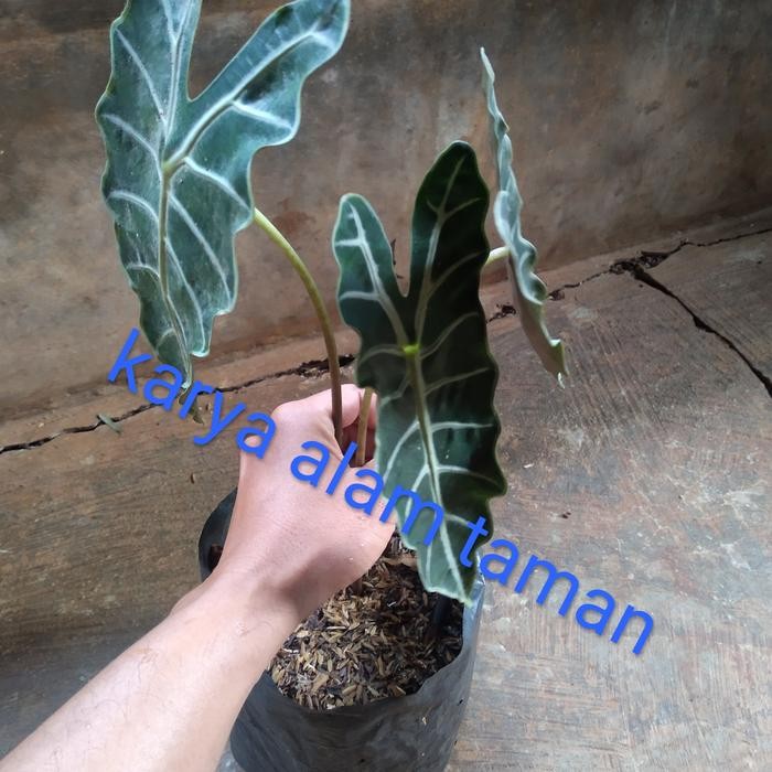 

bibit tanaman hias alocasia amazon/pohon keladi amazon