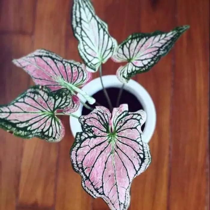 

Bibit tanaman caladium wayang - tanaman hias keladi wayang