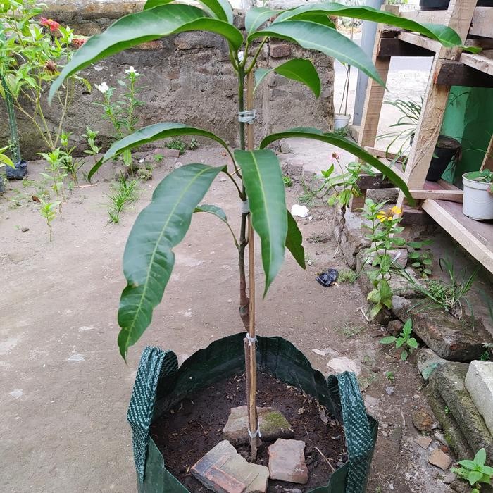 

BIBIT TANAMAN BUAH MANGGA RED IVORY OKULASI CEPAT BERBUAH ASLI