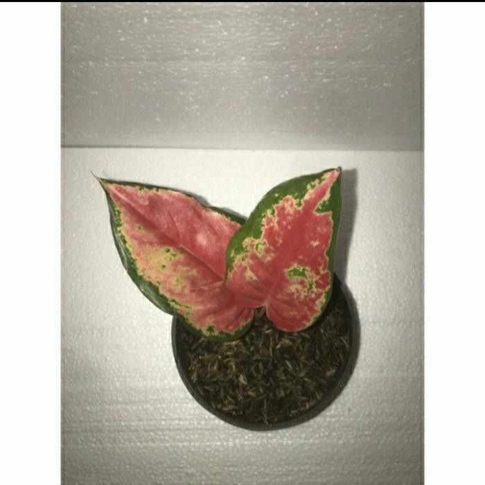 

bibit tanaman hias aglonema red kocin