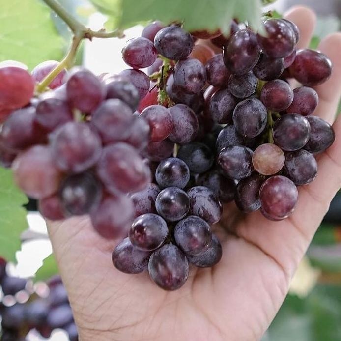 

Bibit Anggur Jupiter Tanaman Buah Anggur Improt Jupiter Grafting