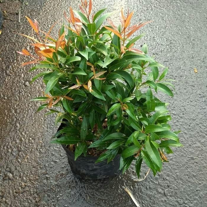 

Bibit Pucuk Merah (Jual Tanaman Pelindung & Hias)