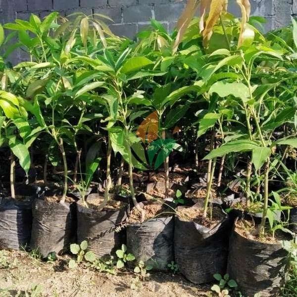 

Bibit Buah Tanaman Mangga Manalagi