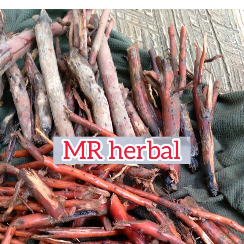 

Akar pohon pinang atau akar pohon Jambe segar original pres 500 gram