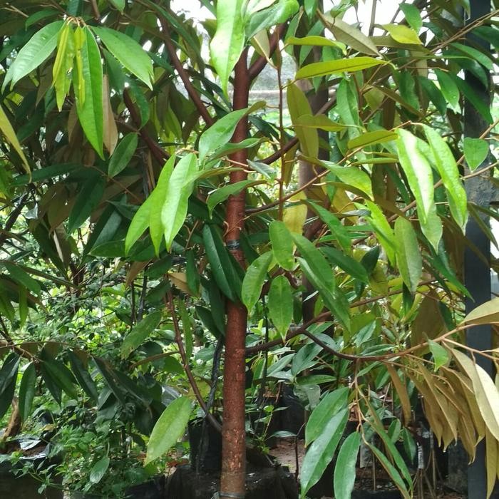 Bibit Pohon Durian Musang King Umur 3 tahun Tinggi 1.5 Meter