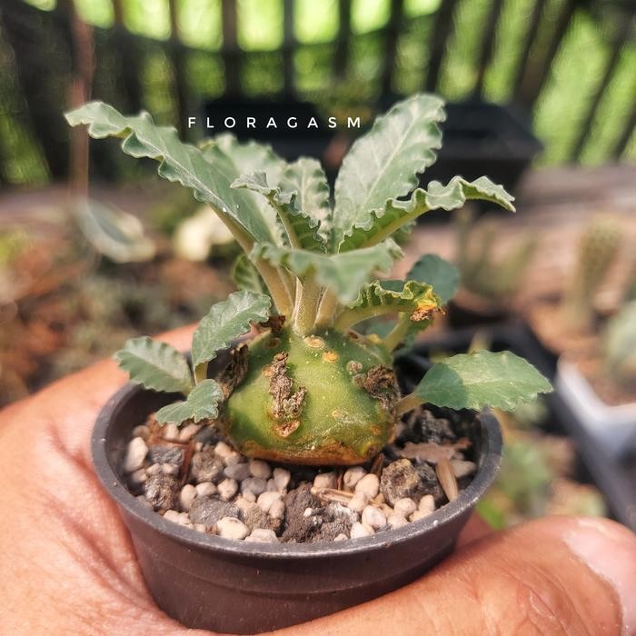 Dorstenia Lavrani - Seed Grown