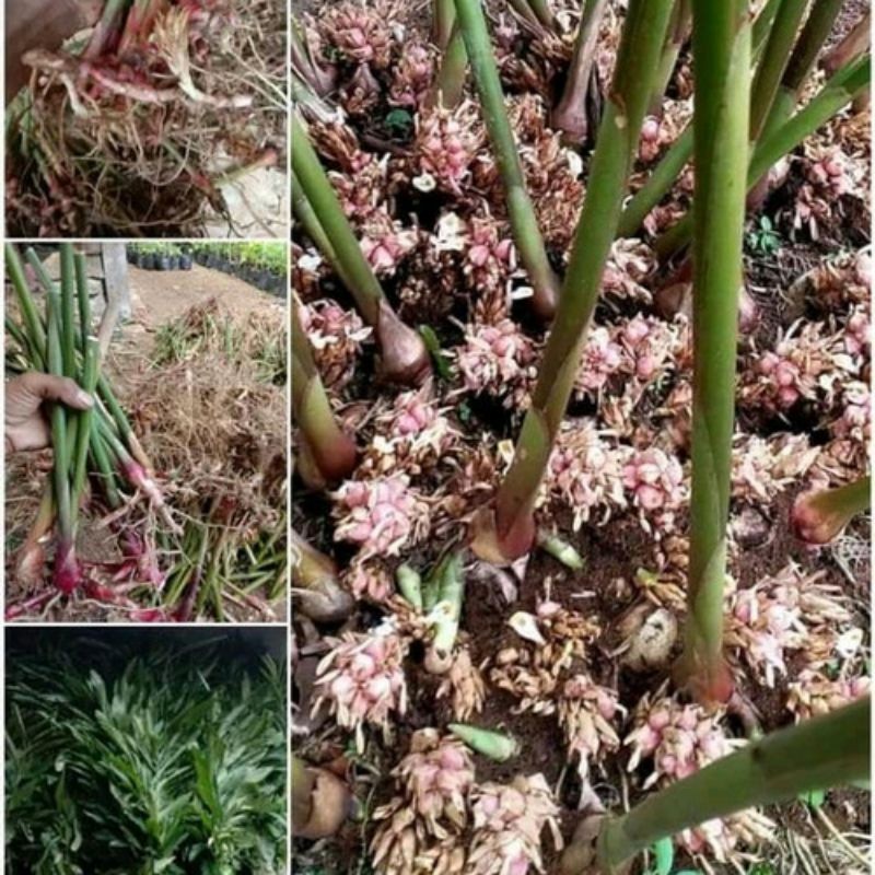 

20 Bibit Kapulaga Super Hibrida / Bibit Kapulaga Merah / Kapulaga Merah Lokal / Kapulaga Lokal