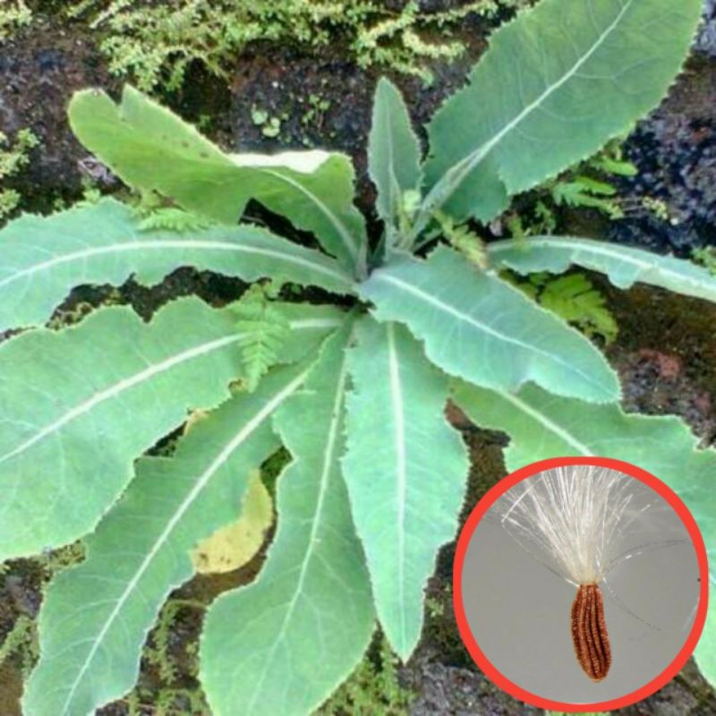 

Biji Benih Daun Tempuyung 100 Biji Tempuyung / Bibit Tempeyung