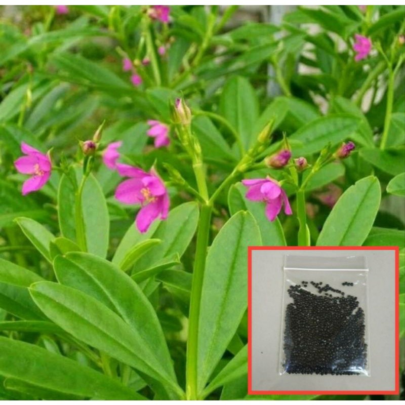 

Benih gingseng Jawa 100 Biji ginseng Jawa / Biji gingseng Jawa / Benih ginseng Jawa / biji gingseng