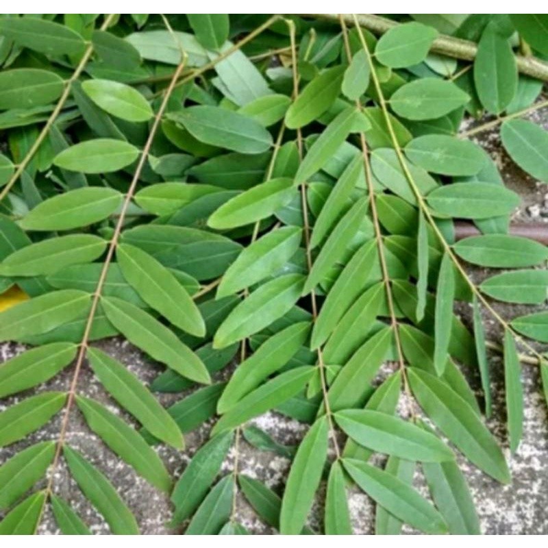 

Daun Johar Segar 1 Kg / Daun Juar Segar / Daun Juwar Untuk Herbal