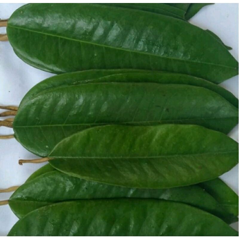 

Daun durian segar 1 kg