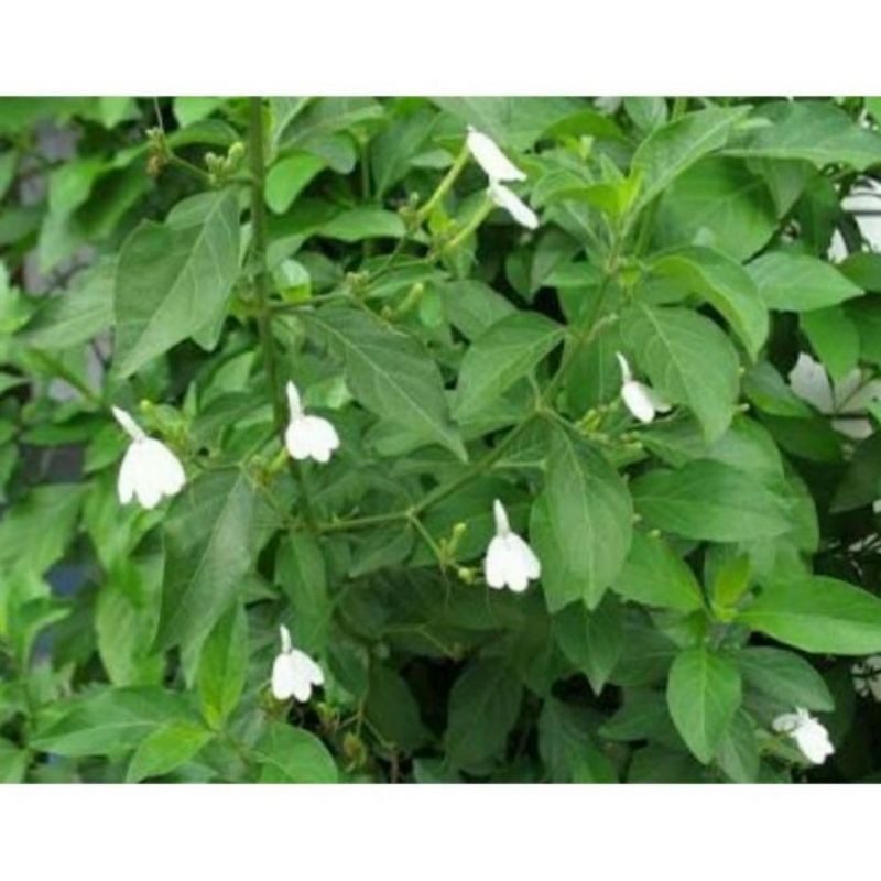 

25 BIBIT STEK TANAMAN DAUN TAREBAK SEGAR TAREBA MANUKAN DAUN BURUNG RHINACANTHUS NASUTA