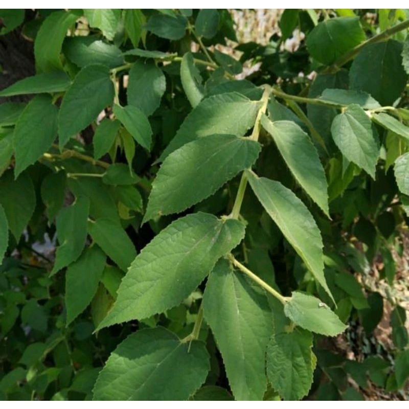 

Daun Kersen Segar 1 kg / Bahan Ecoprint / daun ceri fresh / daun tolak segar / daun anggrung /daun