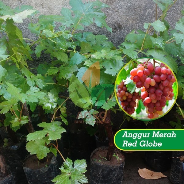 

Bibit Buah Tanaman Anggur Red Globe