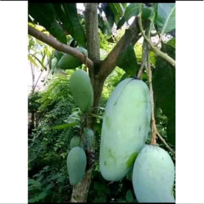 Bibit Tanaman mangga kiojay kondisi berbunga