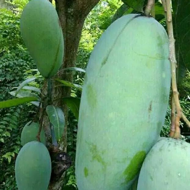 

Bibit Tanaman Buah Mangga Kiojay