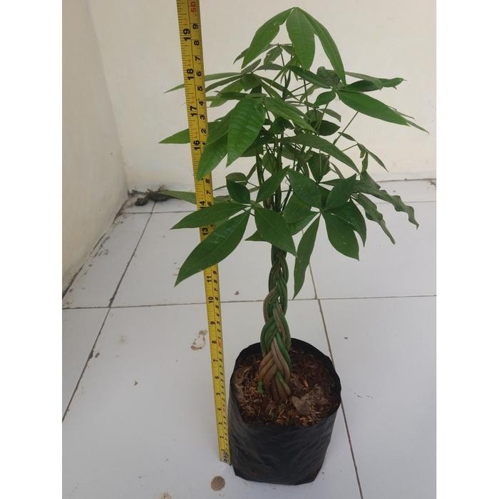 Pachira Kepang 8 - Tanaman Hoki Pachira - Bibit Tanaman Hias Pachira