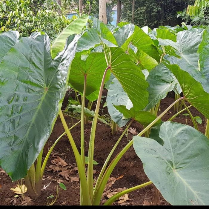 bibit tanaman buah talas bogor asli/pohon talas bogor isi 5 PCS