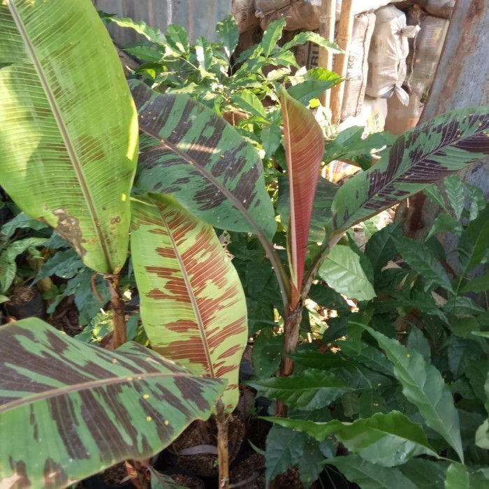 

Bibit tanaman PISANG MERAH //Pohon pisang merah