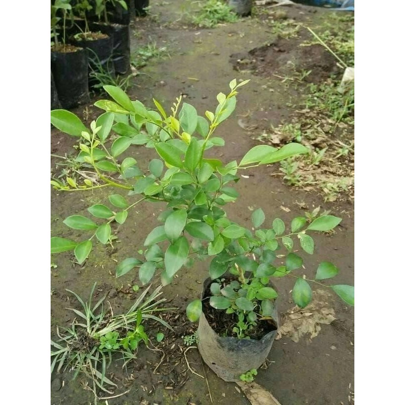 

Bibit Pohon Bunga Kemuning Putih - Tanaman Herbal