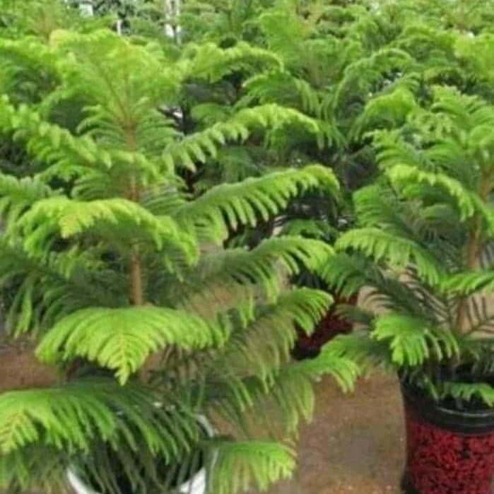 

tanaman hias cemara norfolk-bibit tanaman cemara