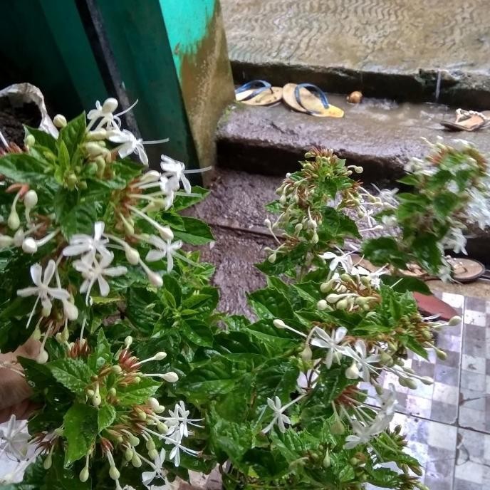 

bibit tanaman melati korea