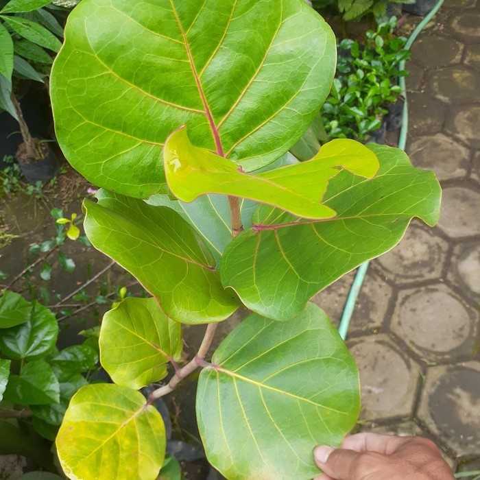 Bibit Tanaman Buah Anggur Laut/ Pohon Anggur Laut Langka