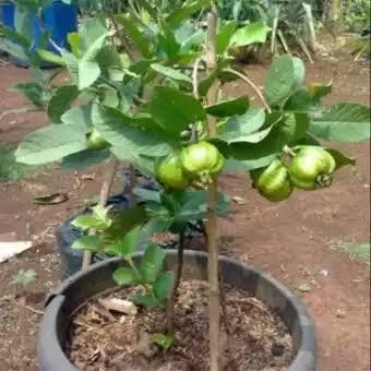 

bibit buah jambu kristal tanaman buah jambu hasil okulasi