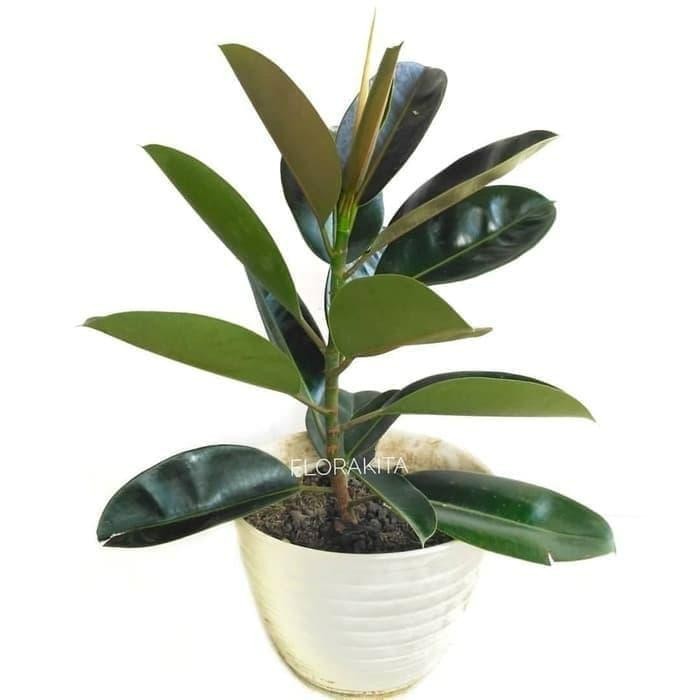 bibit tanaman hias beringin karet kebo - pohon karet kebo