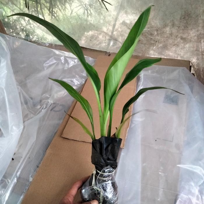 

bibit tanaman pisang kipas