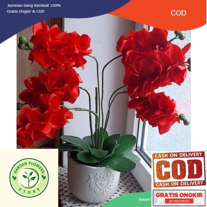 anggrek dendrobium sudah berbunga dewasa bunga red maroon cerah tanaman hidup bunga hidup anggrek