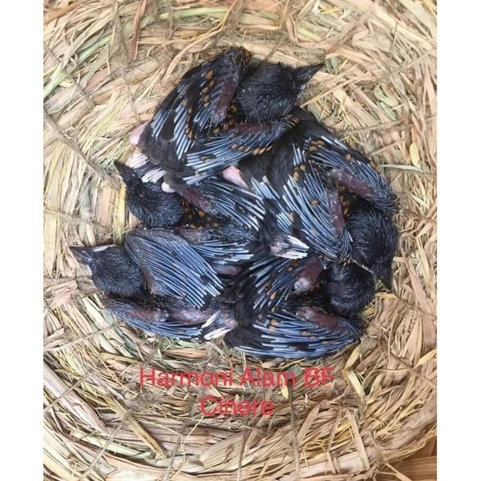 Terbaru.. Vitamin Vit Joss