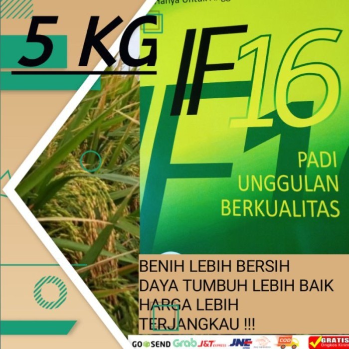 5 KG Benih padi if 16