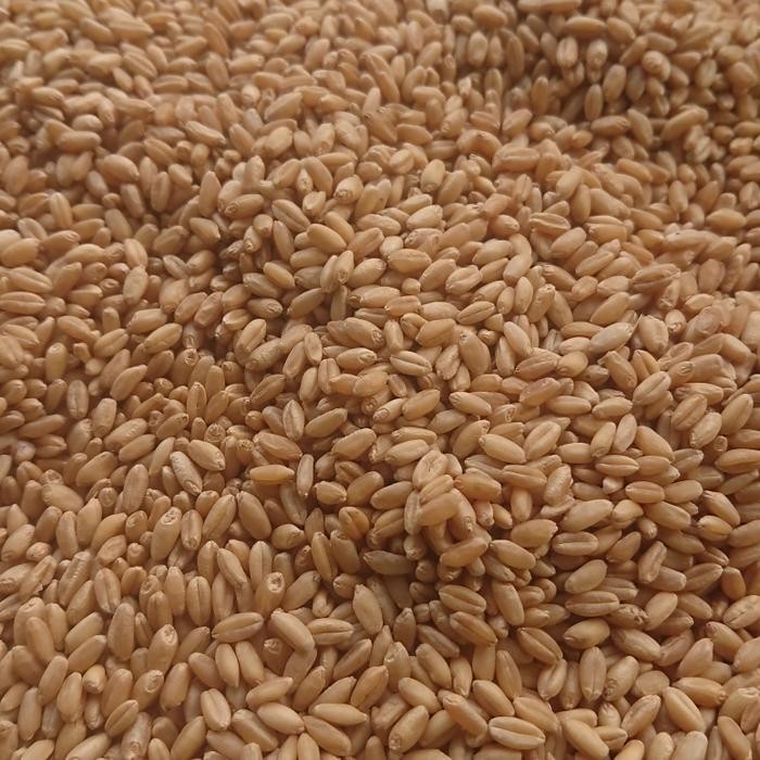 

beras biji gandum 10kg