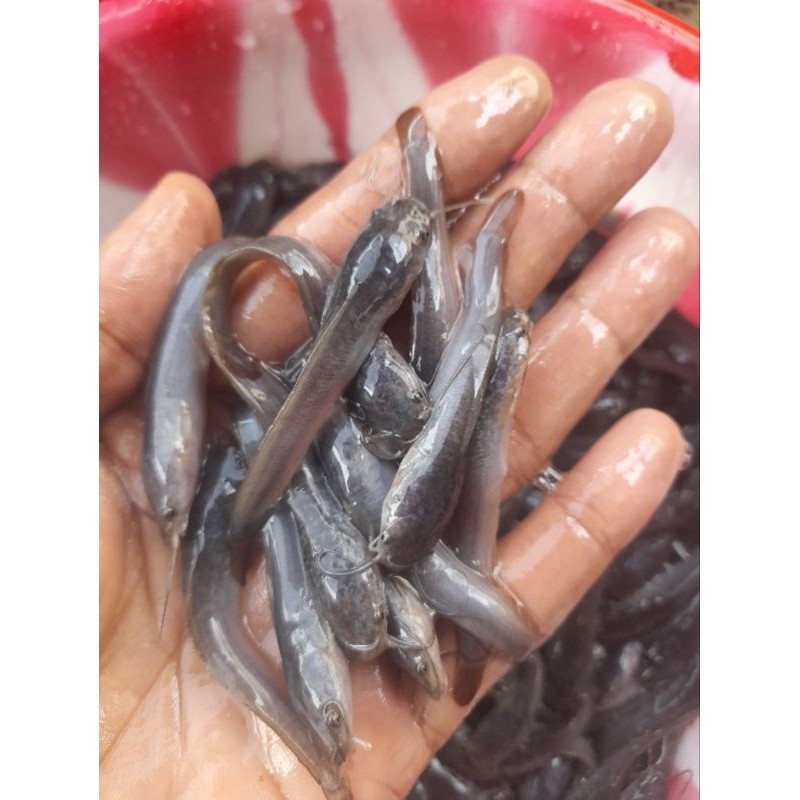 

1 paket lele sangkuraing uk 5 6 cm isi 200 +1 kg pelet
