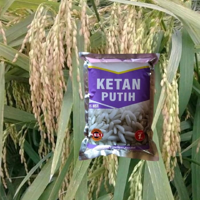 Benih Padi Ketan / bibit ketan putih