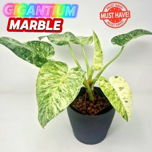 Terlaris Gigantium Marble Varigata Mewaah