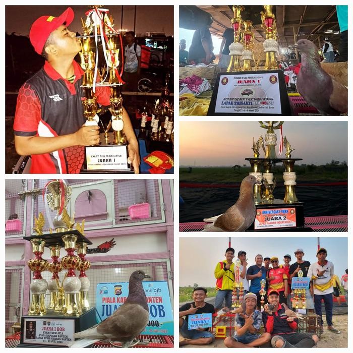 jamu merpati kolong pil alus khusus player buat bikin over cc