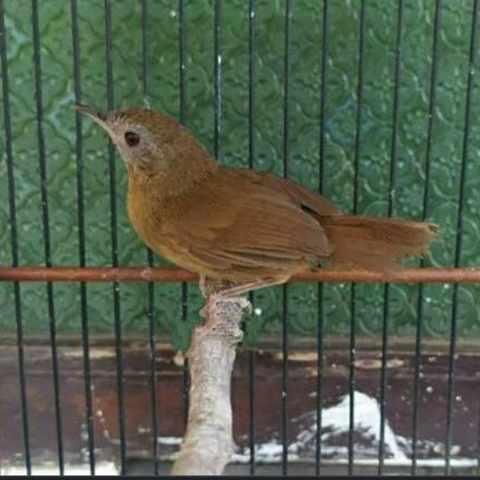 burung TIEUMI atau wambi mini
