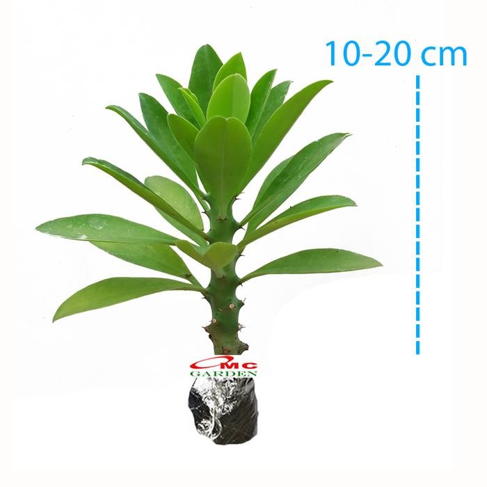 Bibit Pohon Euphorbia Neriifolia Kaktus Sukulen Tanaman Sudu Sudu 1020 Kode 029