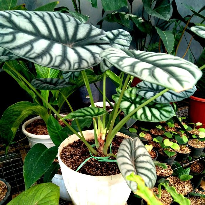 Alocasia Silver Scale Alocasia Baginda Alocasia Tengkorak Jumbo Terlaris
