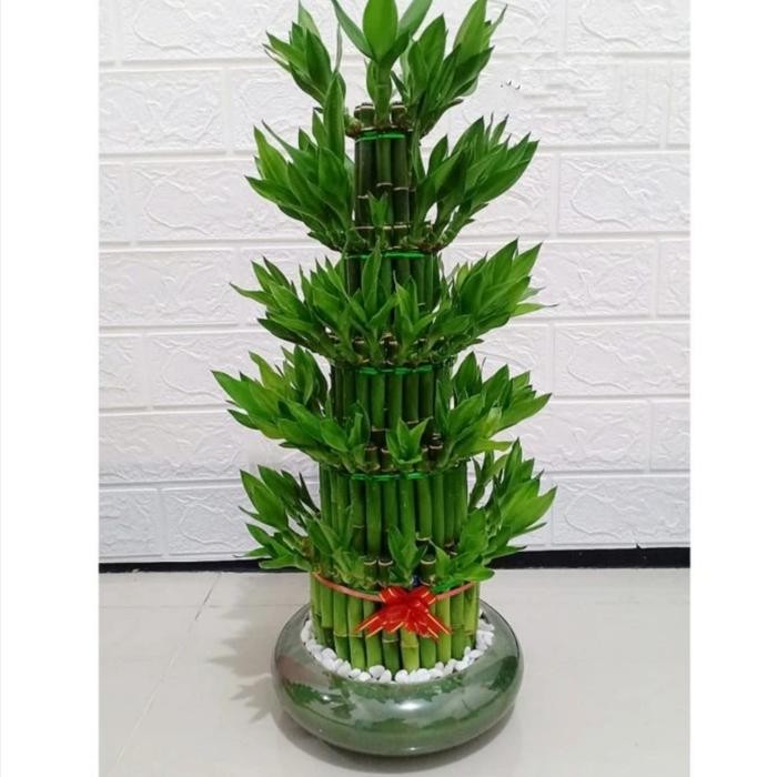 Bambu hoki susus 5 tinggi -+ 30cm/Tanaman hias bambu hoki plus pot