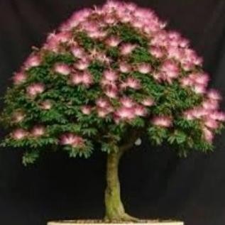 tanaman bonsai kaliandra import bunga pink. Kode 549