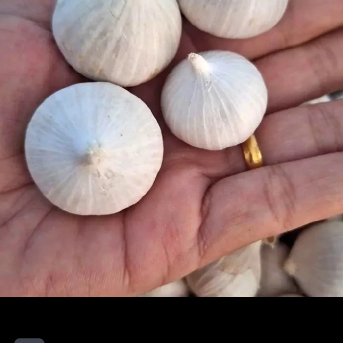 

terbaru !!! bawang putih super 1kg grosir medan ready