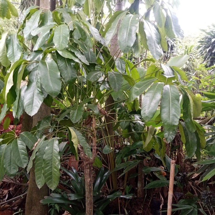 TERLARIS tanaman hias walisongo daun lebar tinggi 2 meter
